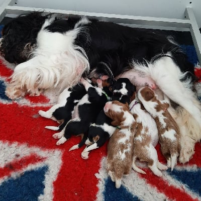 Les chiots de Cavalier King Charles Spaniel