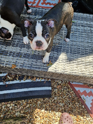 VERTIGO - Boston Terrier