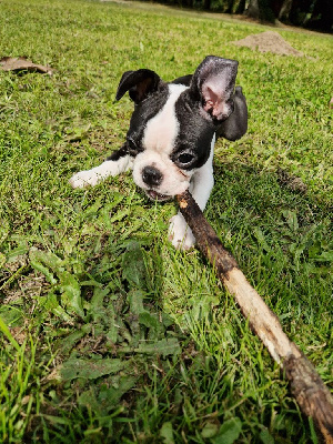 Les chiots de Boston Terrier