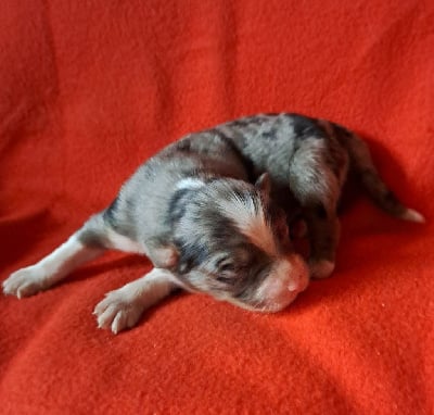 CHIOT 3 - Berger Australien