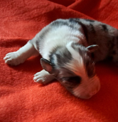 Les chiots de Berger Australien