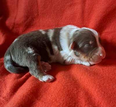 Les chiots de Berger Australien