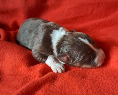 Les chiots de Berger Australien