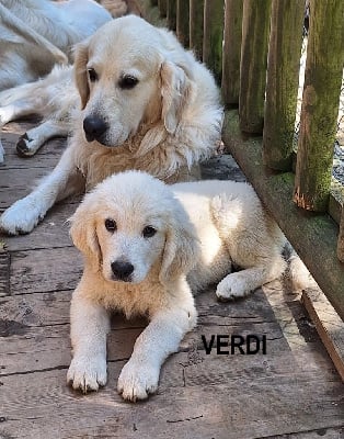 Les chiots de Golden Retriever