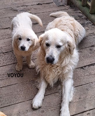 Les chiots de Golden Retriever