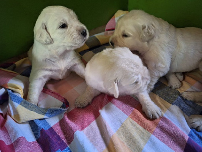 Les chiots de Golden Retriever