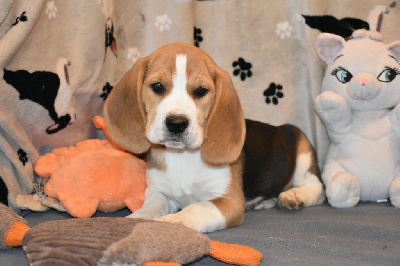 Les chiots de Beagle