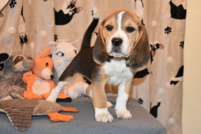 Les chiots de Beagle