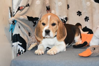 Les chiots de Beagle