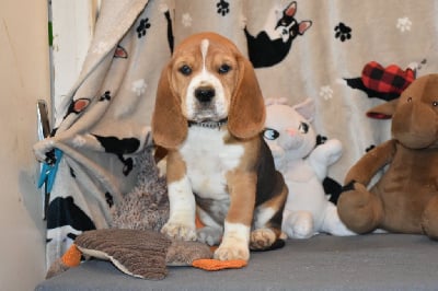 Les chiots de Beagle