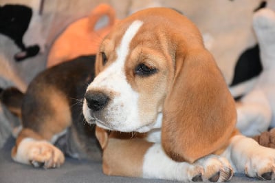 Les chiots de Beagle