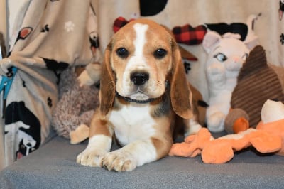 Les chiots de Beagle