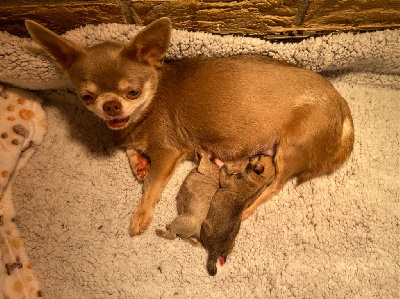 Les chiots de Chihuahua