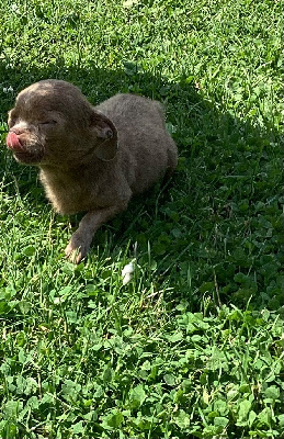 Les chiots de Chihuahua