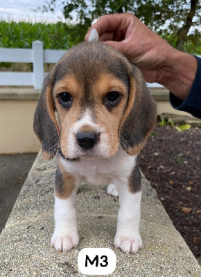 Les chiots de Beagle