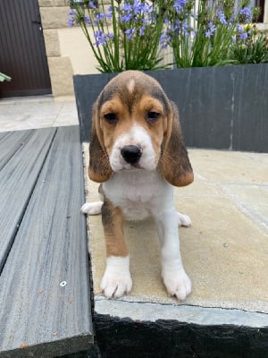 Les chiots de Beagle