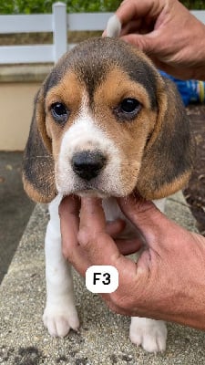 Les chiots de Beagle