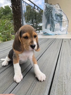 Les chiots de Beagle