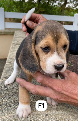 Les chiots de Beagle