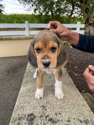 Les chiots de Beagle