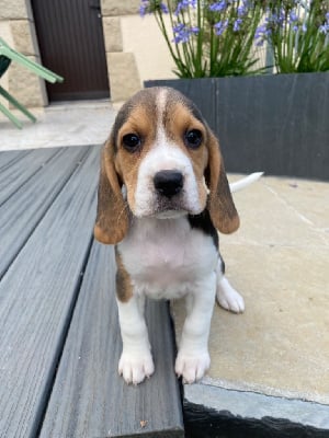 Les chiots de Beagle