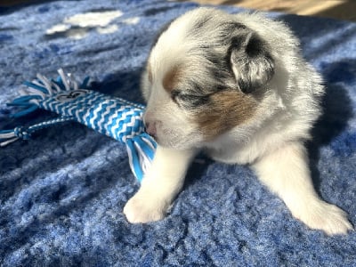 Les chiots de Berger Australien