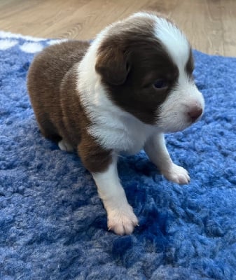 Les chiots de Berger Australien