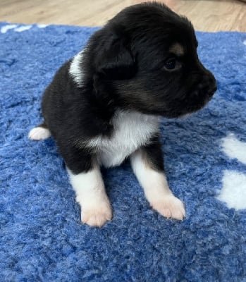 Les chiots de Berger Australien