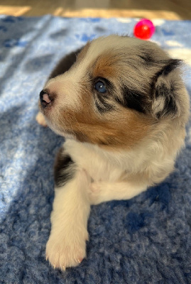 Les chiots de Berger Australien