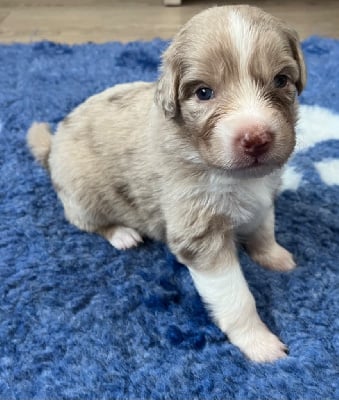 Les chiots de Berger Australien