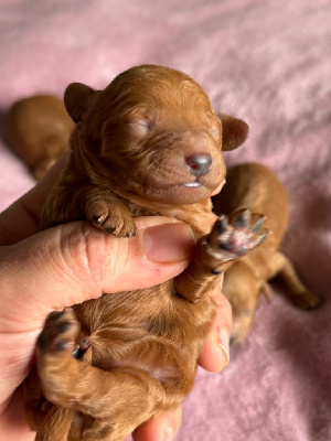 Les chiots de Caniche