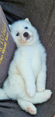 Les chiots de Siberian Husky