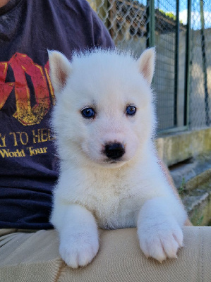 Les chiots de Siberian Husky