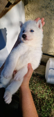 Les chiots de Siberian Husky