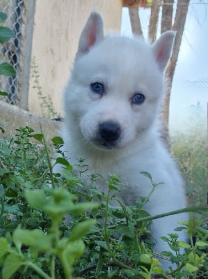 Les chiots de Siberian Husky