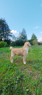 Les chiots de Golden Retriever