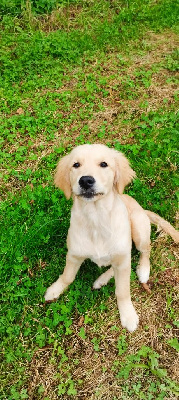 Les chiots de Golden Retriever