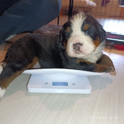 Les chiots de Bouvier Bernois