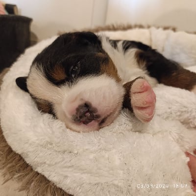 Les chiots de Bouvier Bernois