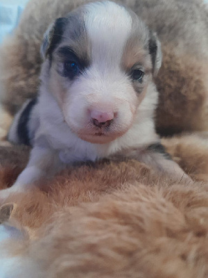 Les chiots de Berger Américain Miniature 