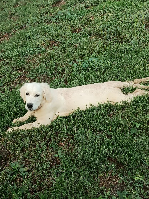 Les chiots de Golden Retriever