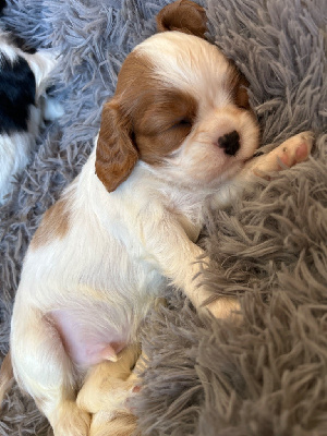 Les chiots de Cavalier King Charles Spaniel