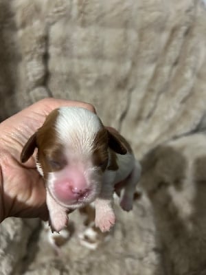 CHIOT - Cavalier King Charles Spaniel