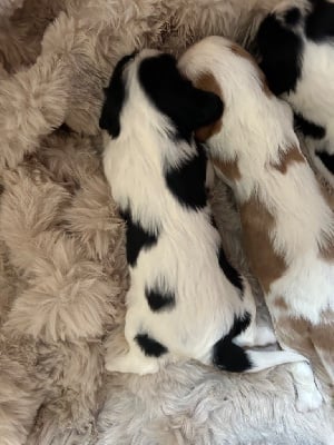 Les chiots de Cavalier King Charles Spaniel