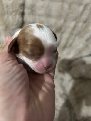 Les chiots de Cavalier King Charles Spaniel