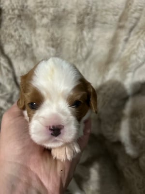 Les chiots de Cavalier King Charles Spaniel