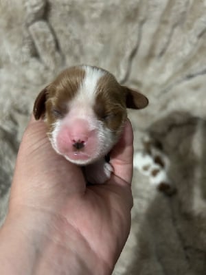 CHIOT - Cavalier King Charles Spaniel