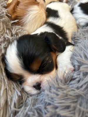 Les chiots de Cavalier King Charles Spaniel