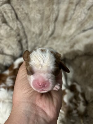 Les chiots de Cavalier King Charles Spaniel