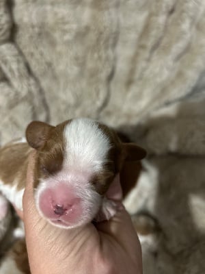 Les chiots de Cavalier King Charles Spaniel